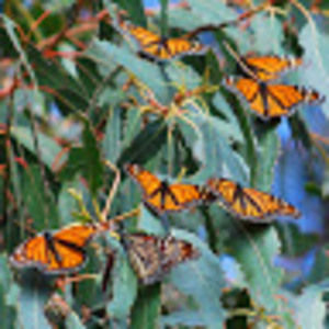 Meet your Posher, Ellen